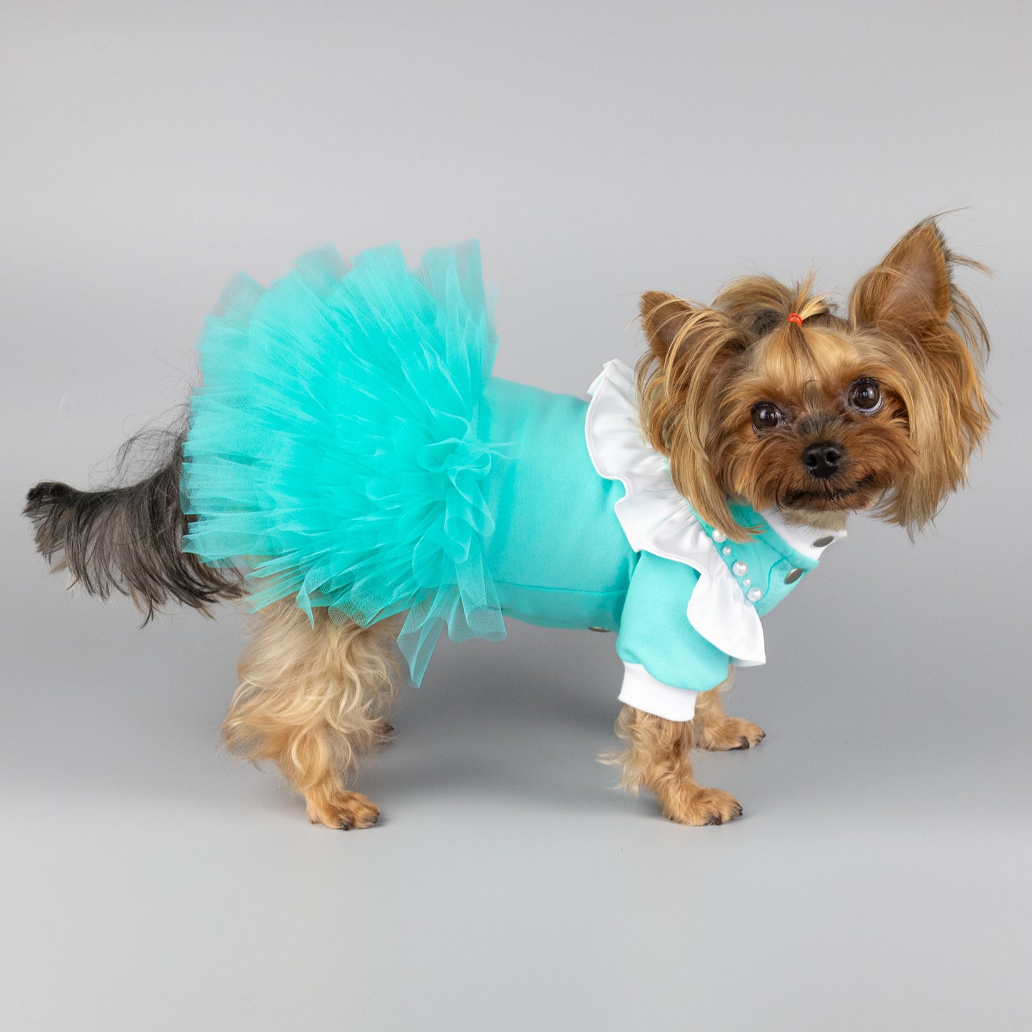 Cute small dog dress