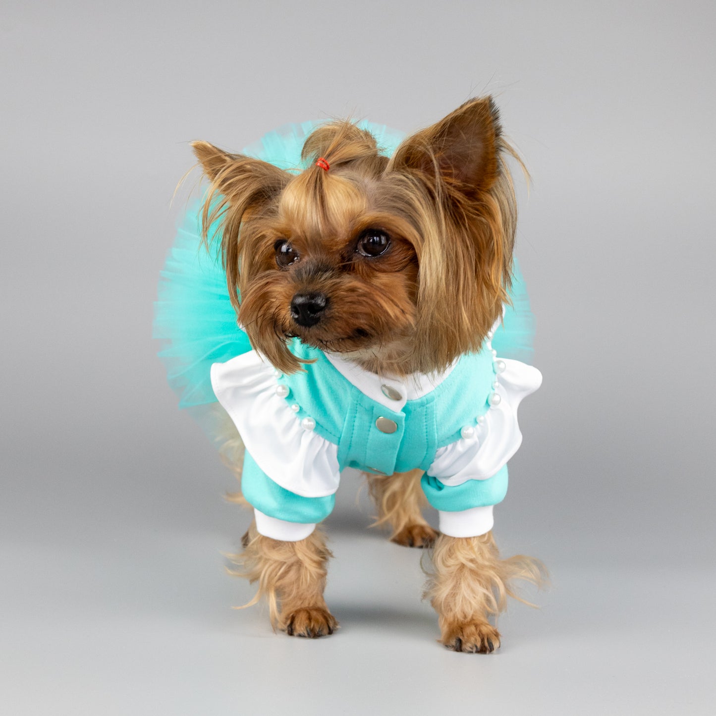 Pets fashion Dg dresses