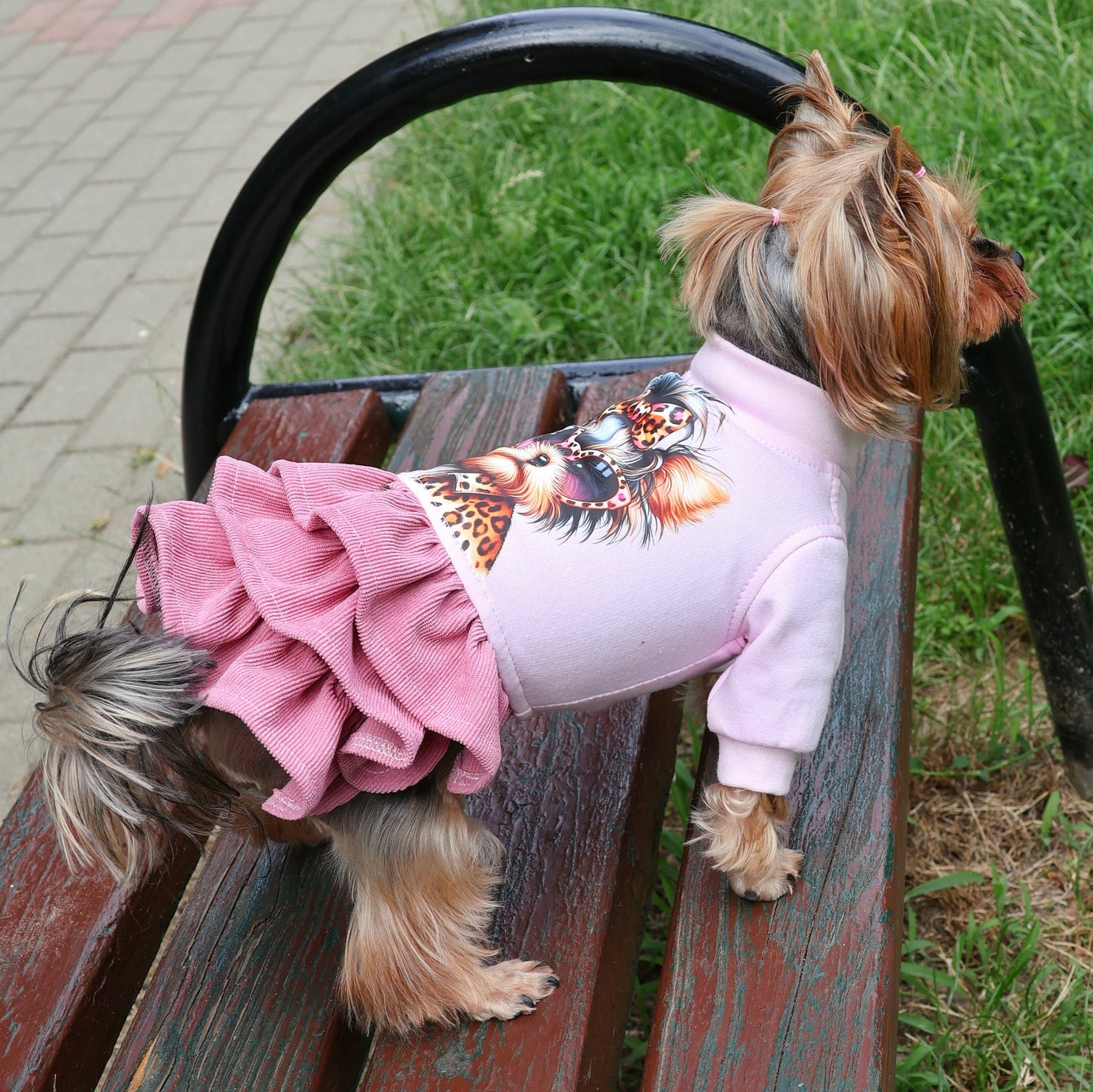 Back view of Yorkie dog in stylish fall/winter dress with fun graphic and warm textures.