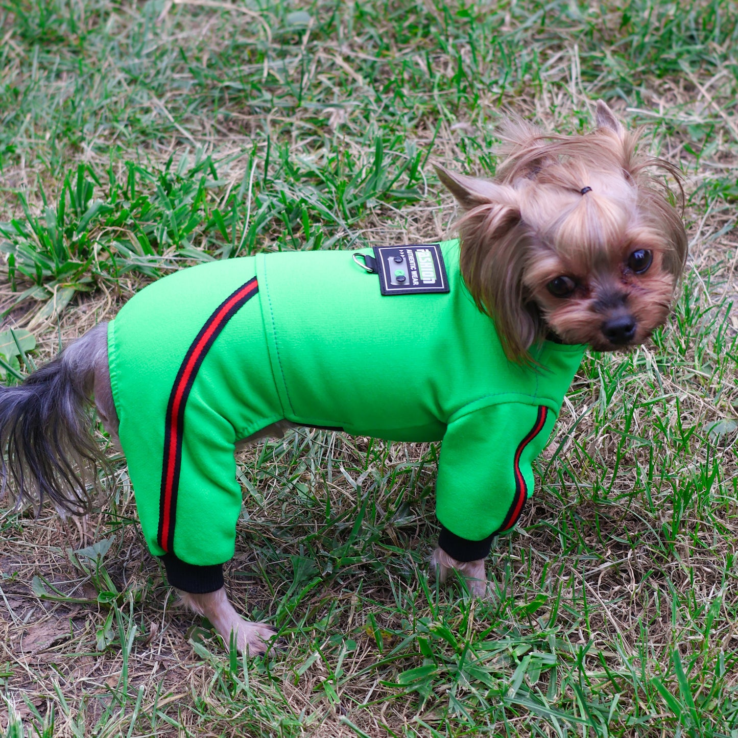 Boy dog jumpsuit. Pet overall. Dog onesie