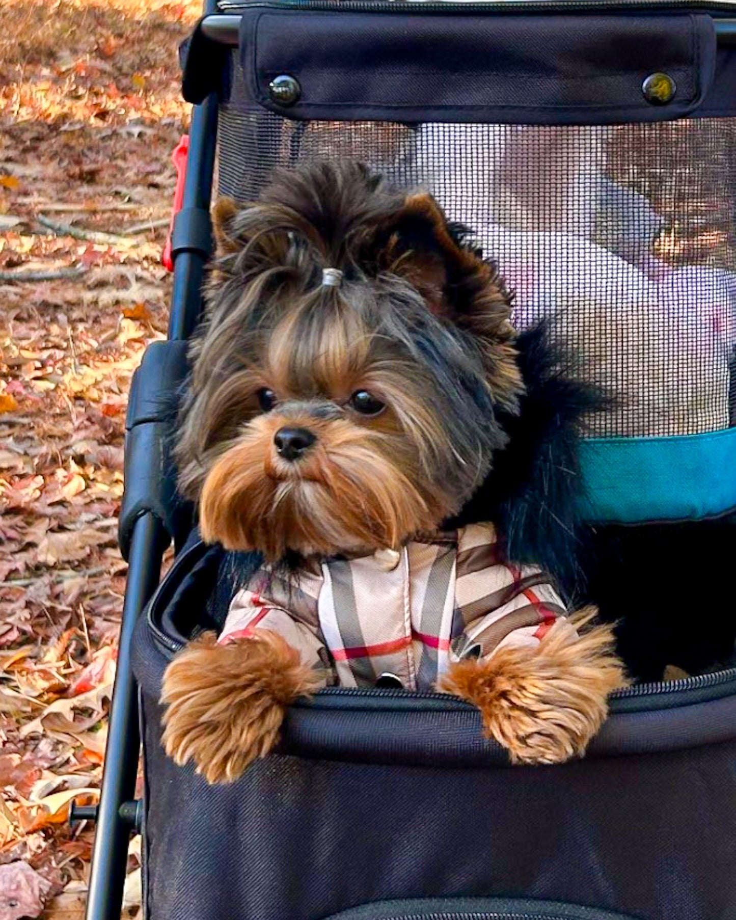 Winter waterproof dog coat