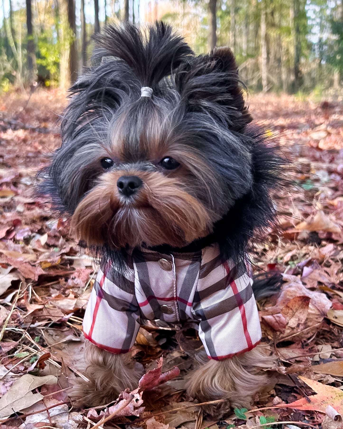 Winter waterproof dog coat
