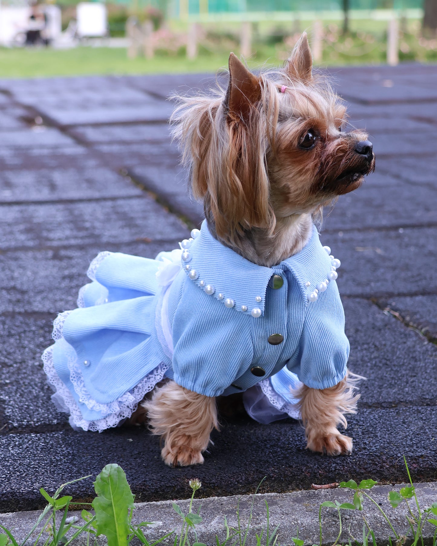 Fancy  handmade dog dress. Designer fashion pet clothes