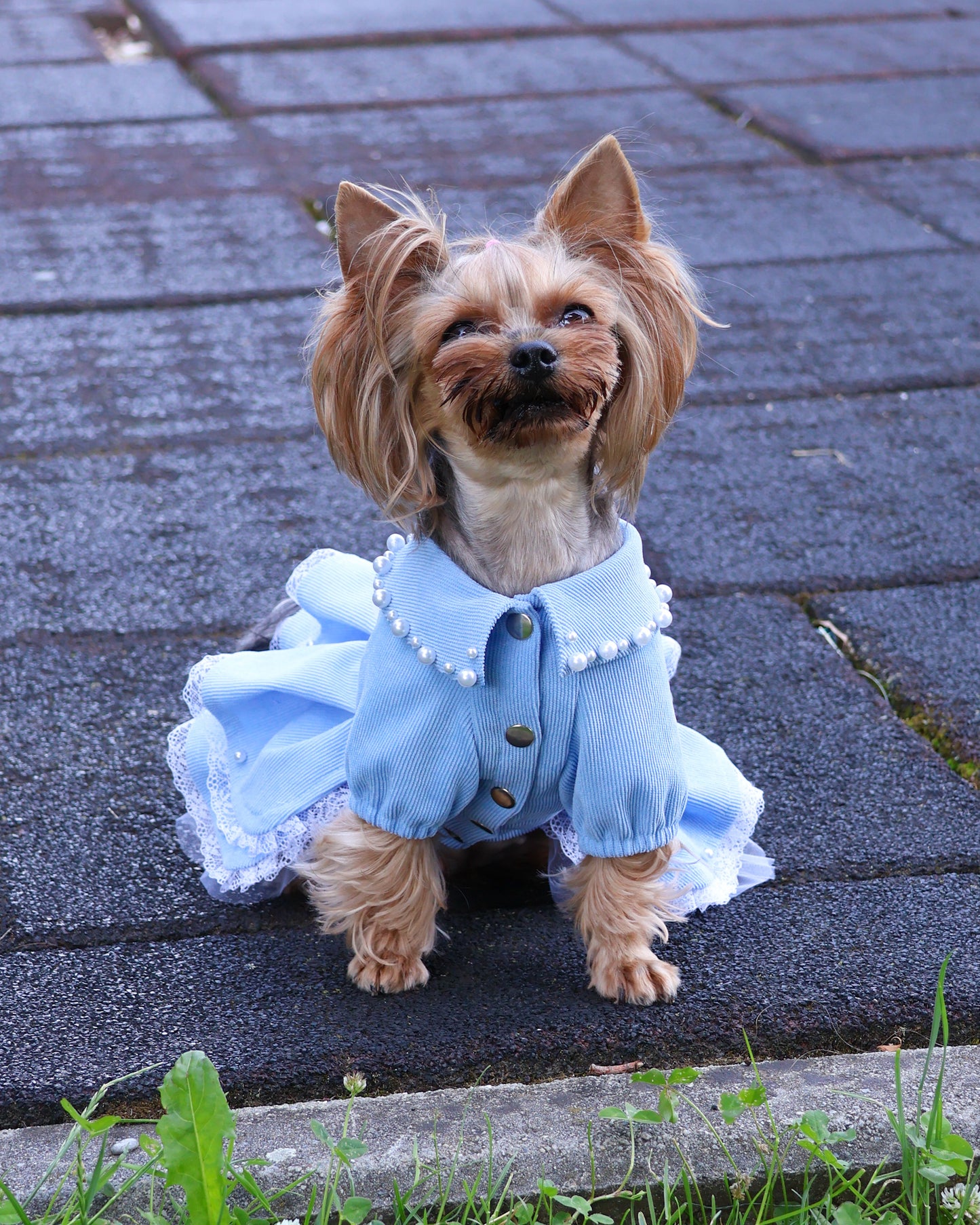 Fancy  handmade dog dress. Designer fashion pet clothes