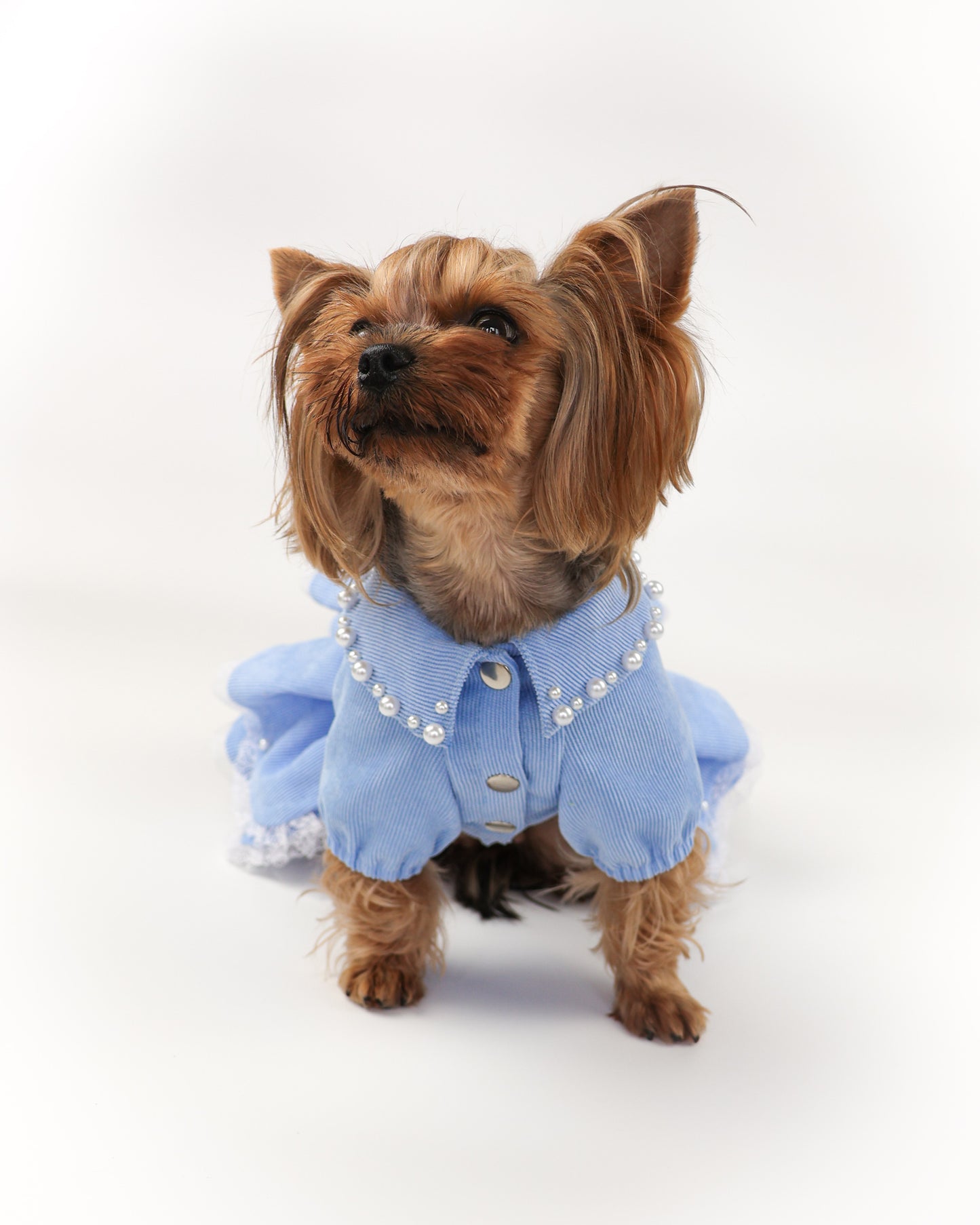 Fancy  handmade dog dress. Designer fashion pet clothes